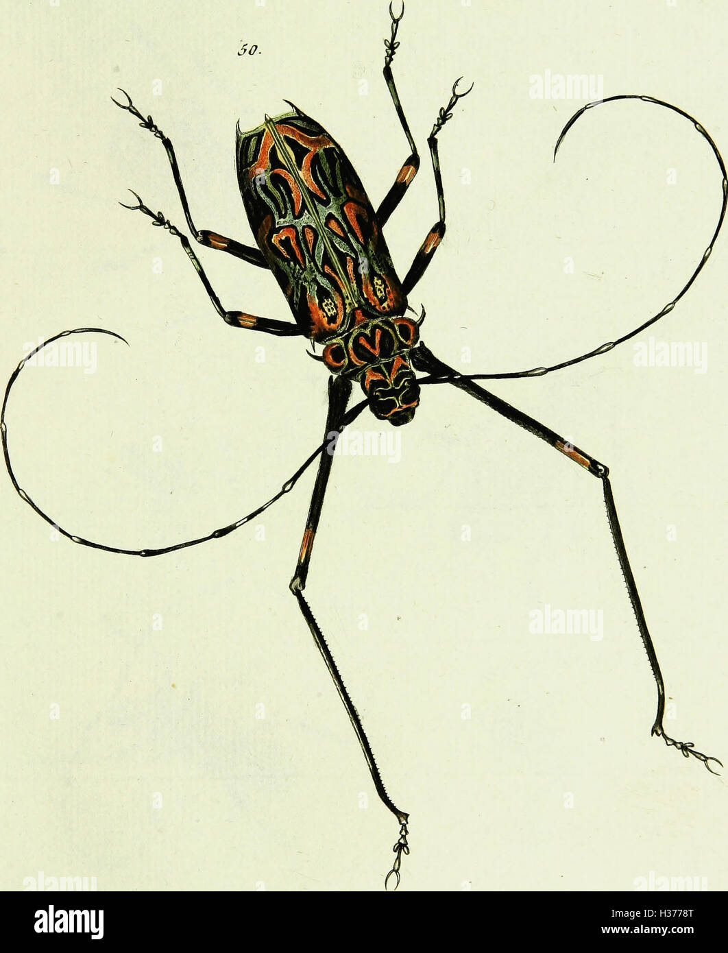 Johann Euseb Voet’s work provides descriptions and illustrations of ...