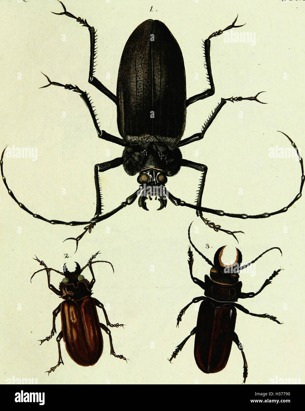 A detailed work by Johann Euseb Voet, describing and illustrating hard ...