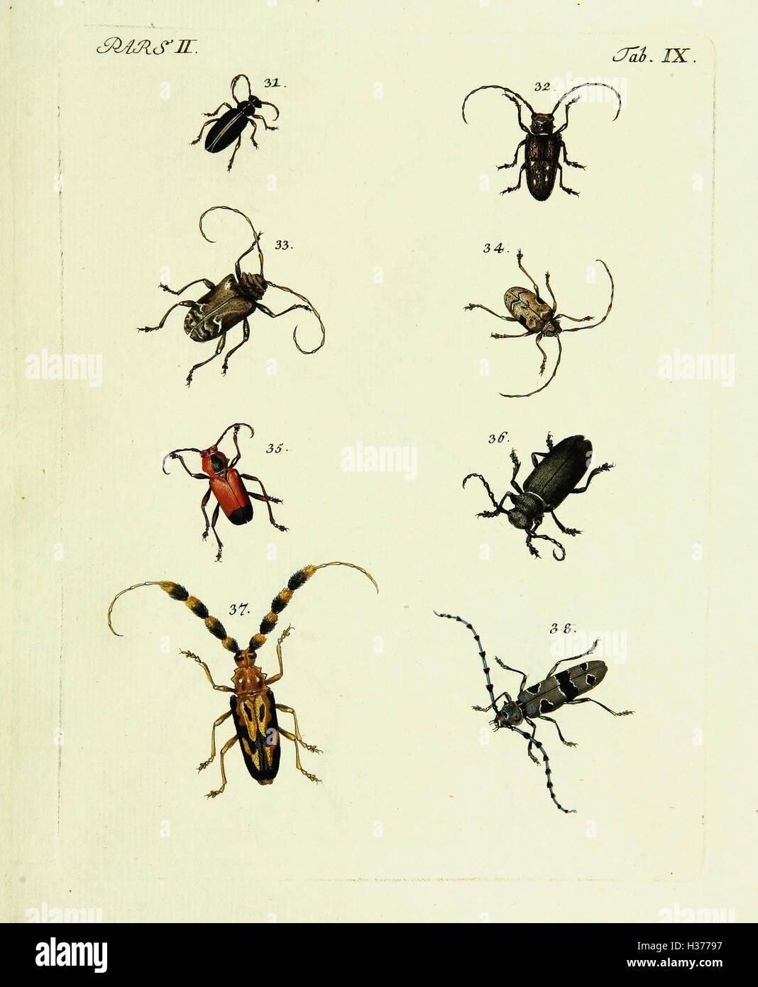 Johann Euseb Voet’s work presents detailed descriptions and ...