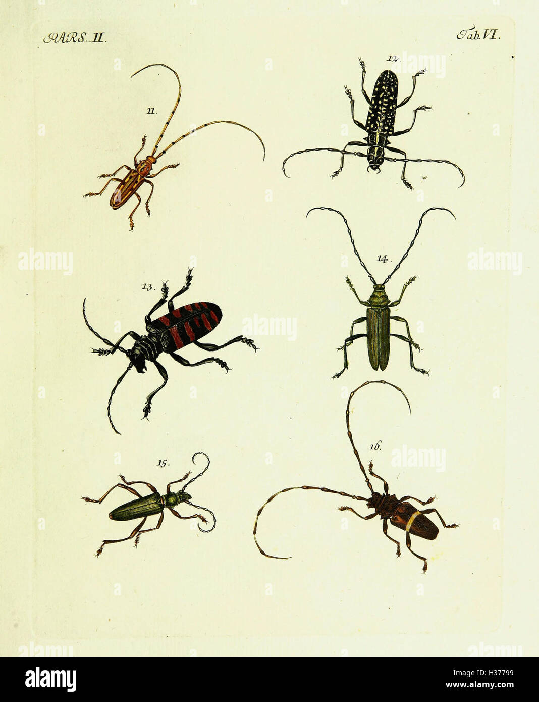 Johann Euseb Voets’ work on the description and illustrations of hard ...