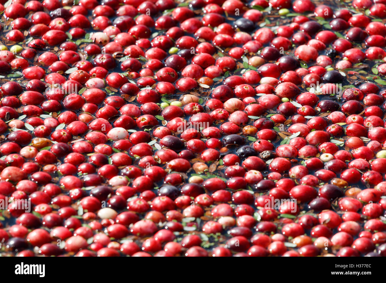 Cranberry harvest in Richmond, BC Canada. cranberry bog Stock Photo Alamy
