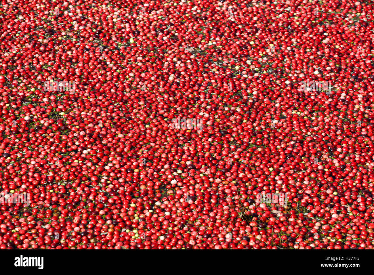 Cranberry harvest in Richmond, BC Canada. cranberry bog Stock Photo Alamy