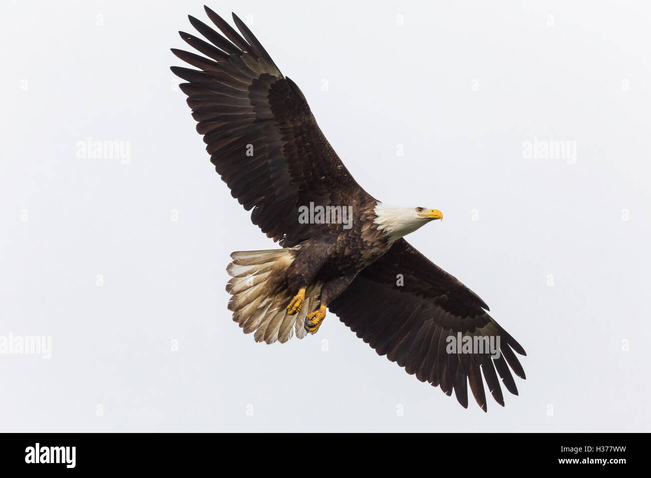 A bald eagle (Haliaeetus leucocephalus) in flight Stock Photo - Alamy