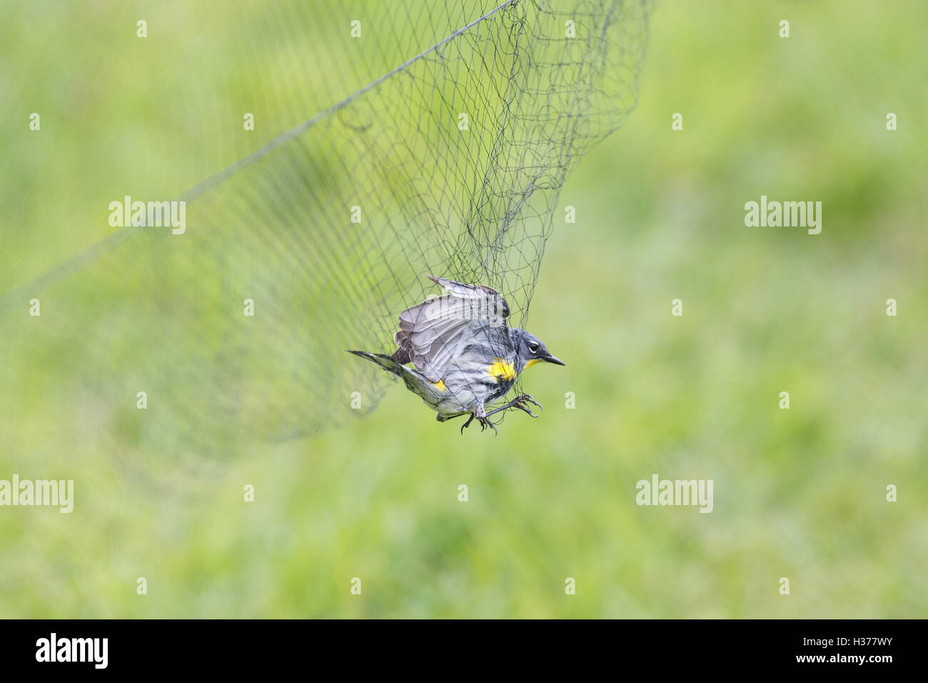 Net for catching birds hi-res stock photography and images - Alamy
