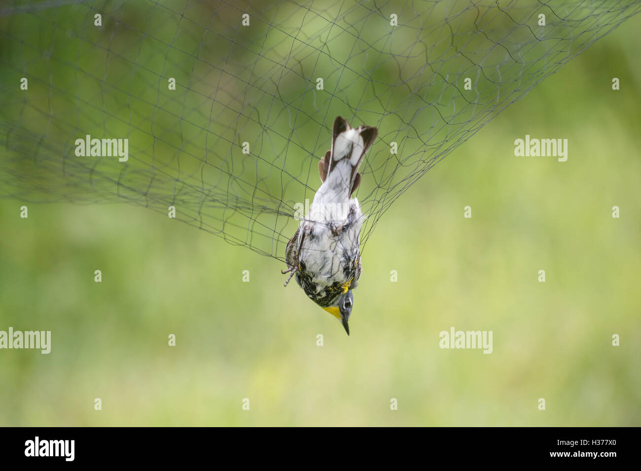 Net for catching birds hi-res stock photography and images - Alamy