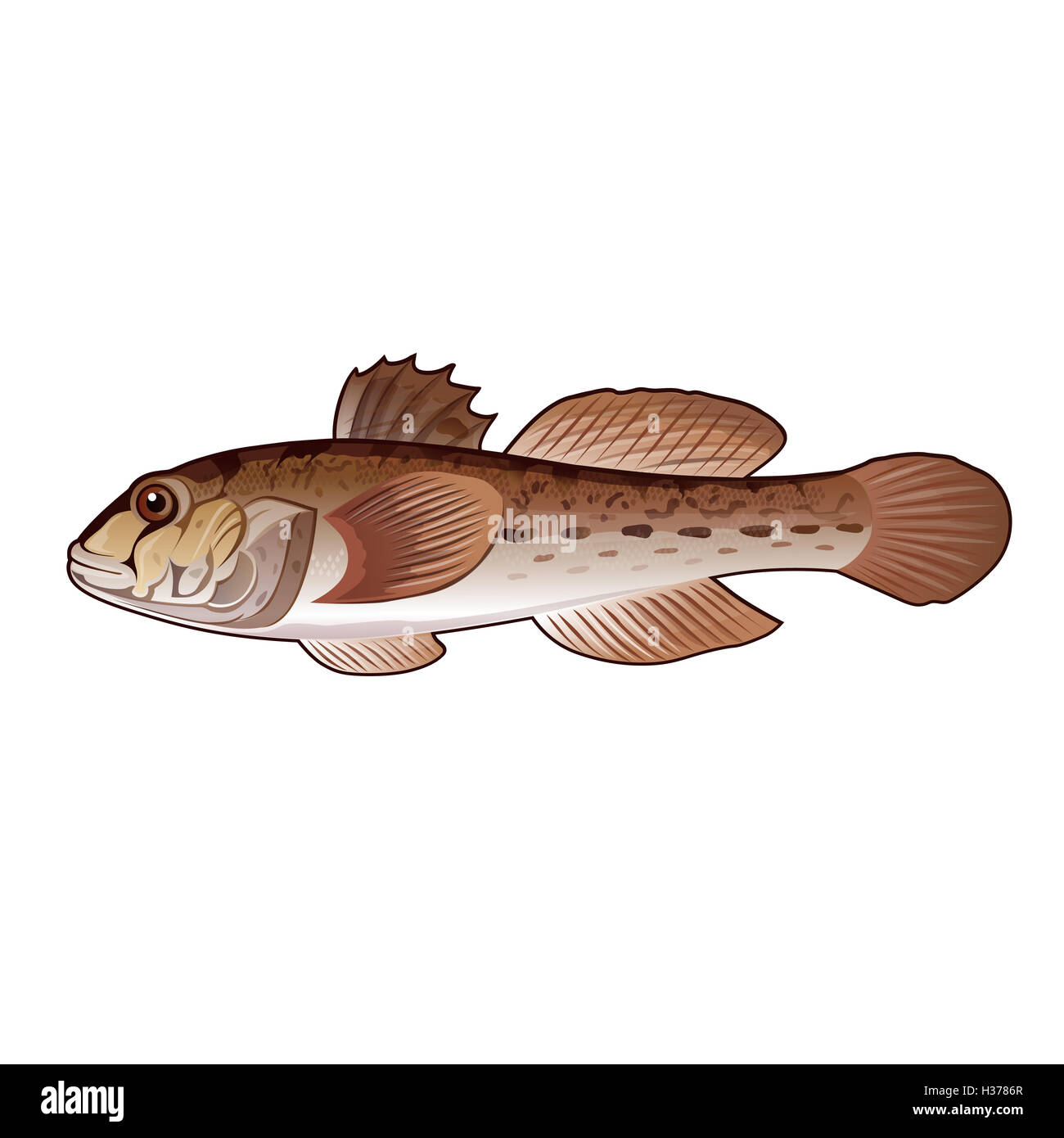 Goby Isolated Illustration Stock Photo Alamy