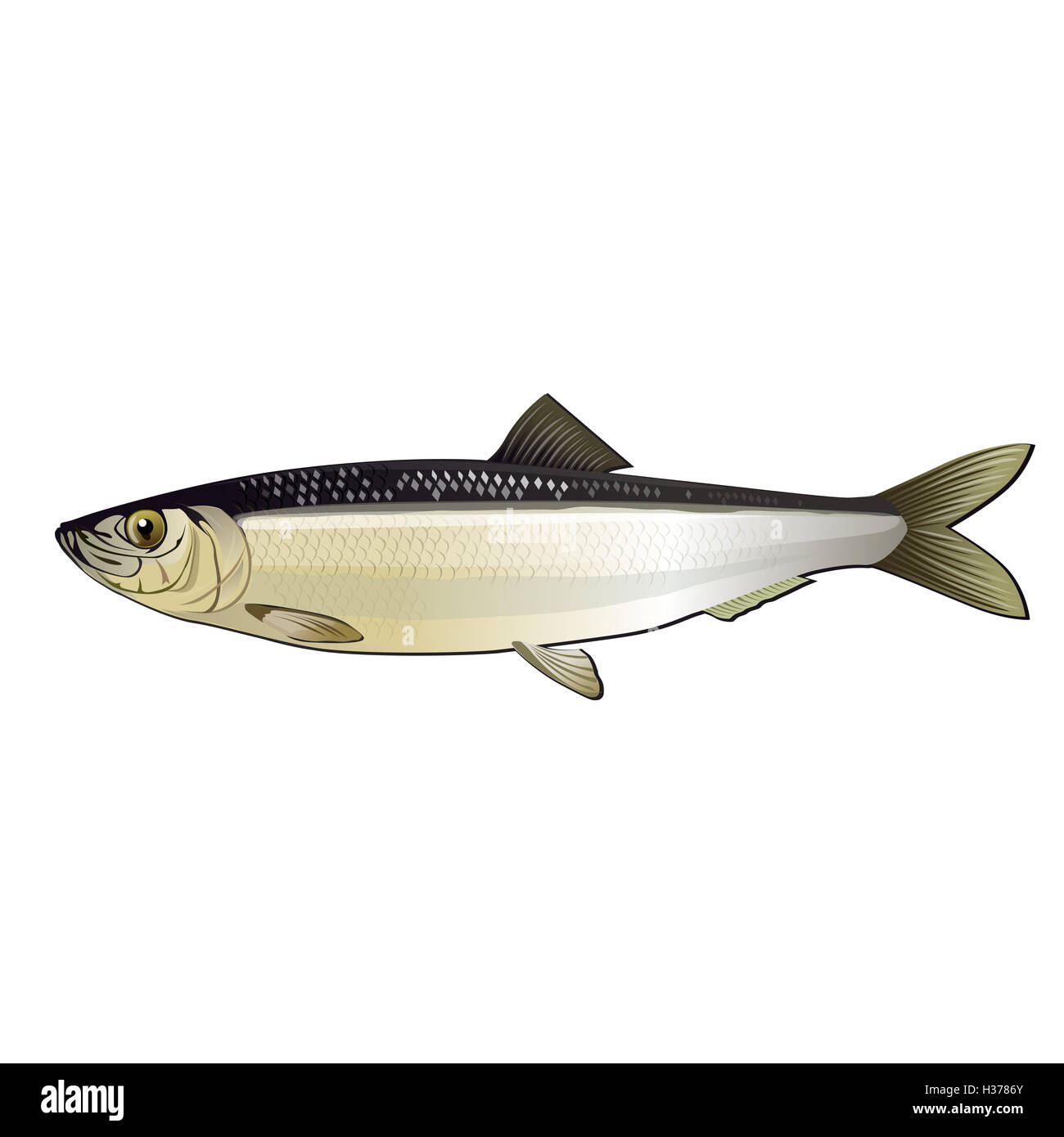 Herring fish drawing hires stock photography and images Alamy