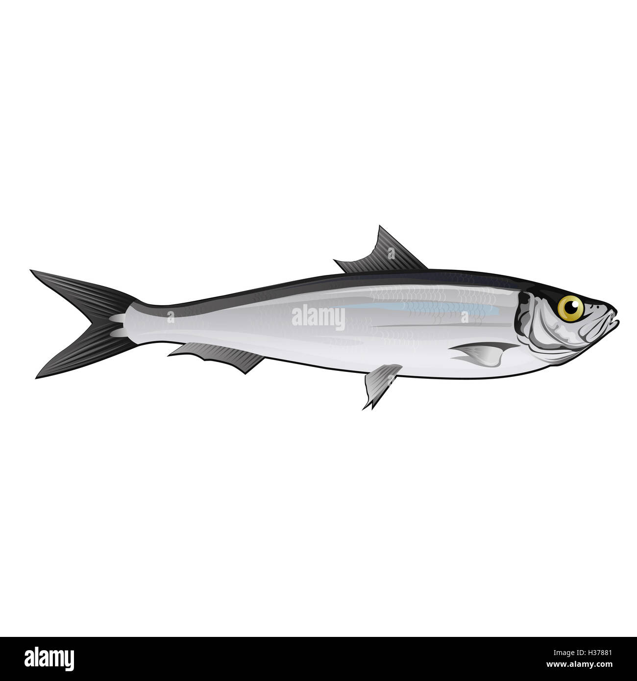 Sardine, Isolated Illustration Stock Photo Alamy