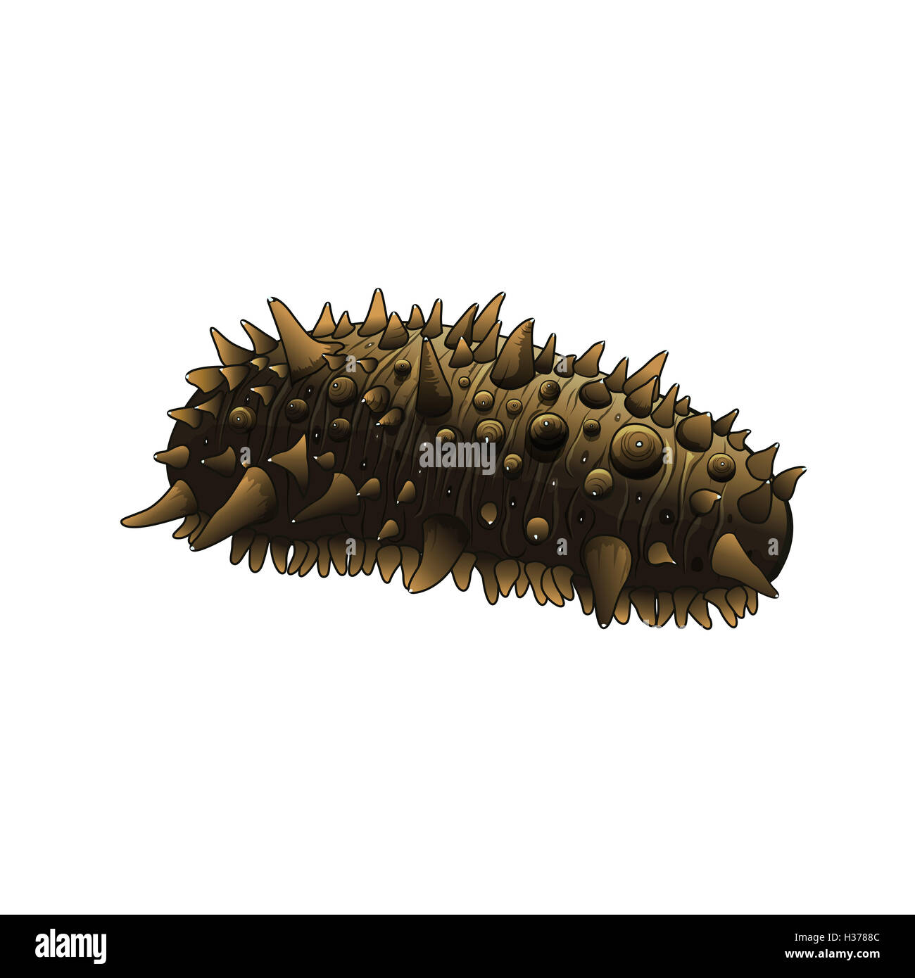 Sea Cucumber, Isolated Illustration Stock Photo Alamy