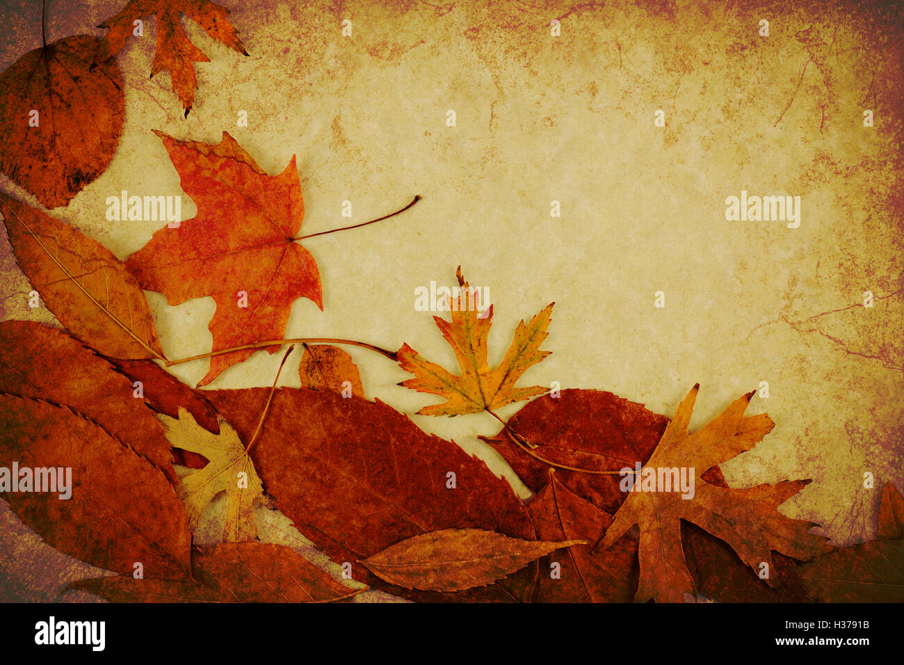 Autumn leaves on golden grunge background Stock Photo