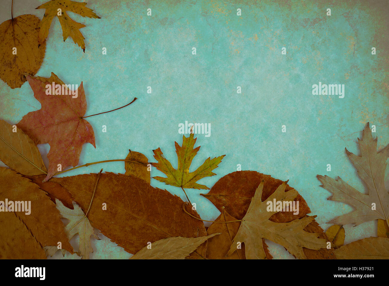Autumn leaves on grunge background Stock Photo