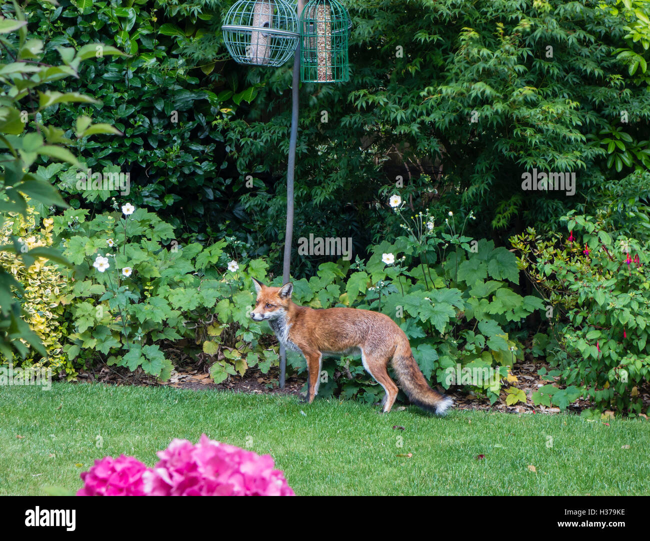 Urban Red Fox in a garden setting, Dorset, UK Stock Photo