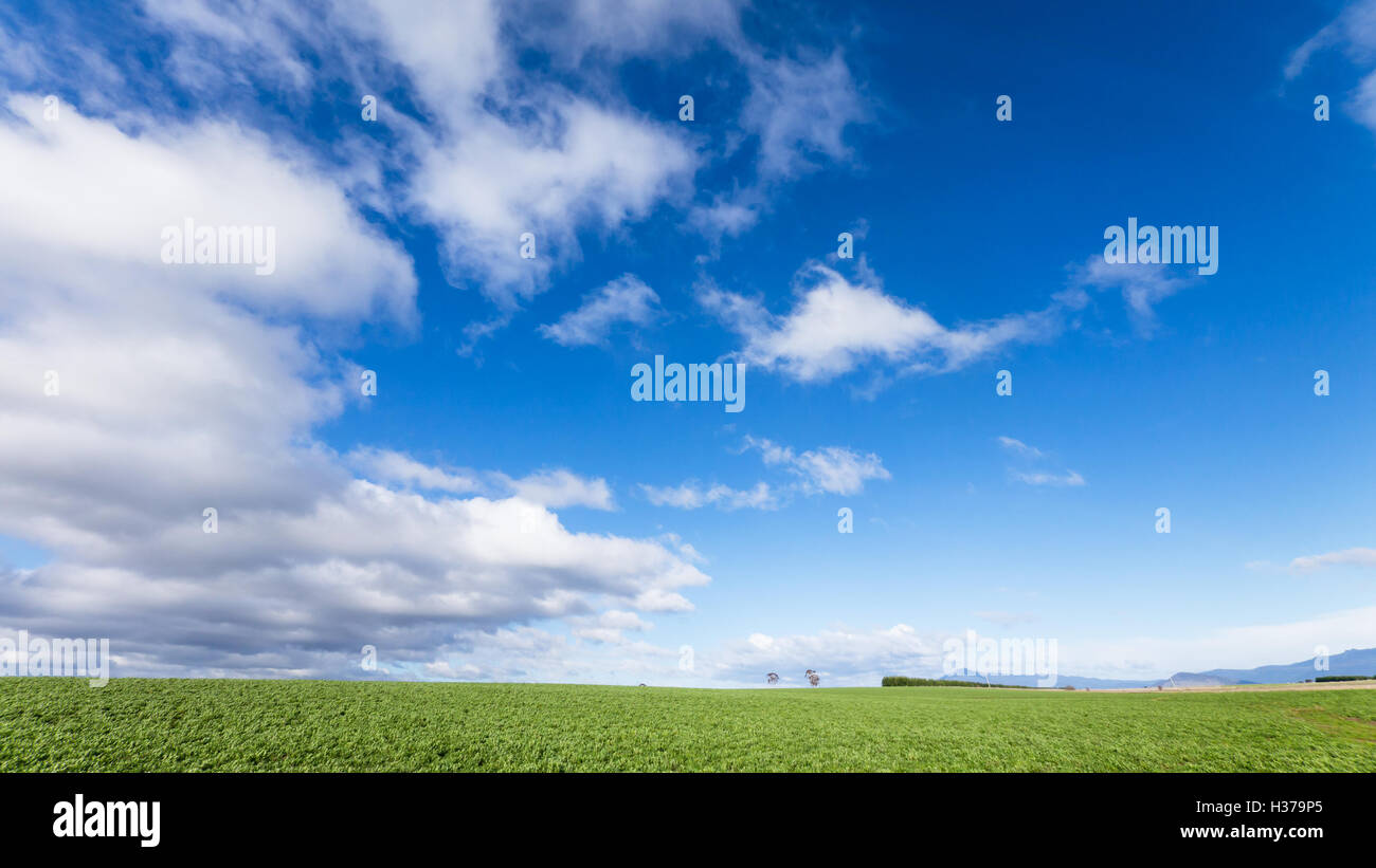 Green fields and blue sky at Tasmania, Australia Stock Photo