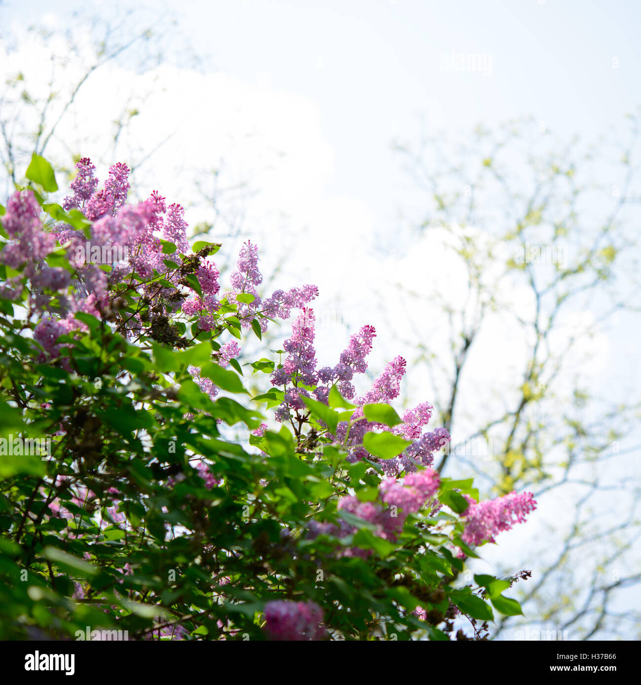White lilac tree hires stock photography and images Alamy