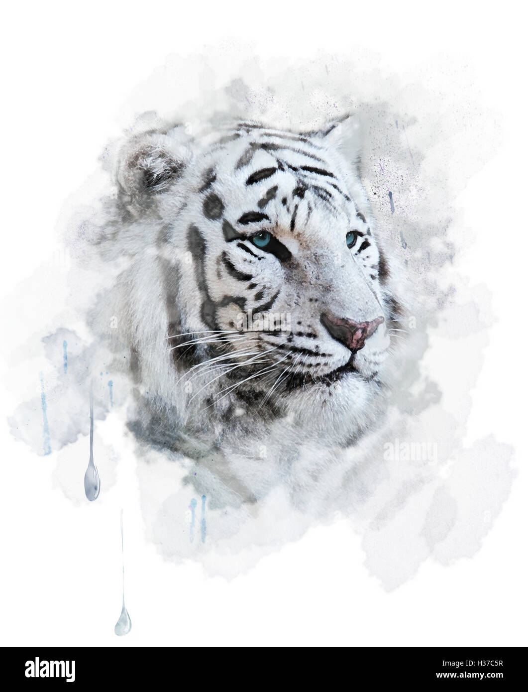 Stock Art Drawing of a White Bengal Tiger