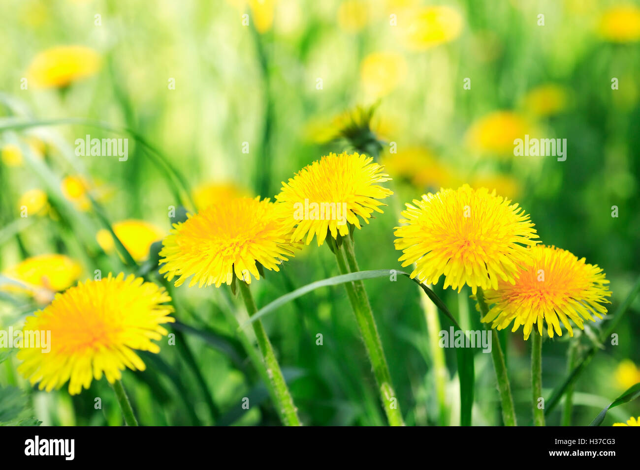Spring yellow field dandelions hi-res stock photography and images - Alamy