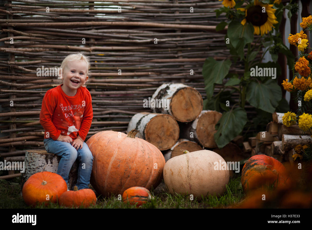 girl sitting on pumpkins at the background of birch stumps and ...