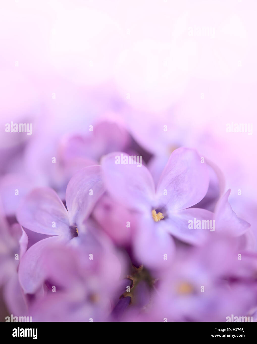 Spring Purple Lilac Flowers on the Green Background Stock Photo - Alamy