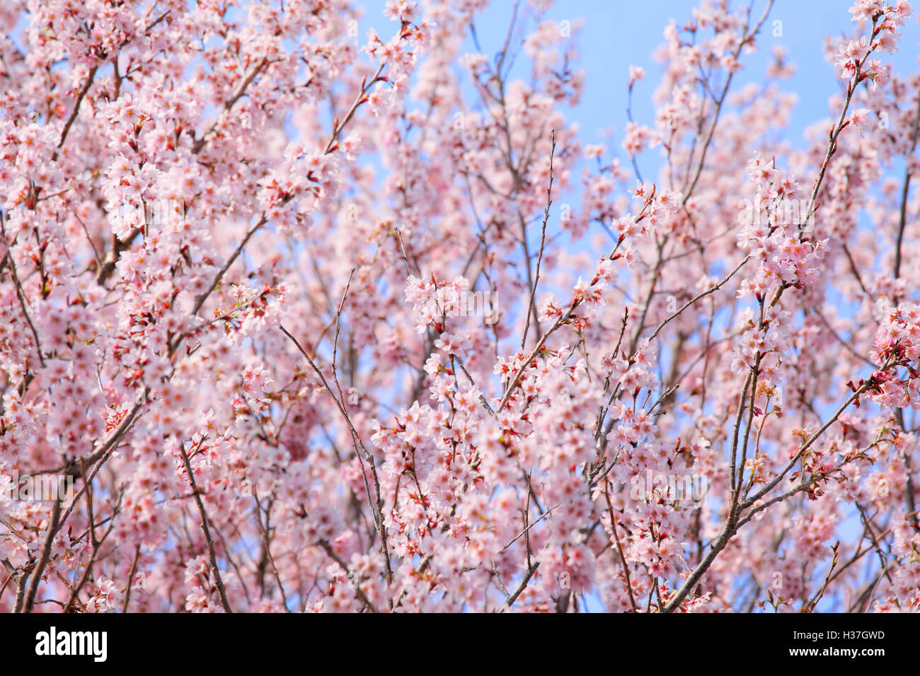 Sunlight on cherry blossom hi-res stock photography and images - Alamy