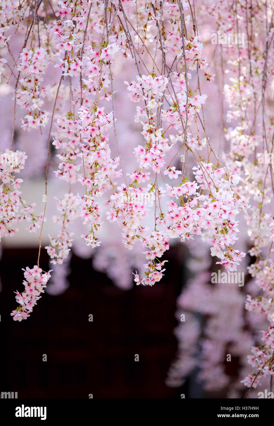 Beauty of cherry blossom hi-res stock photography and images - Alamy