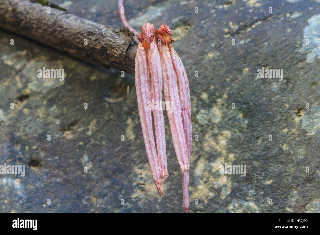 Bulbophyllum longissimum Rare species wild orchids in forest of Thailand, This was shoot in the wild nature Stock Photo