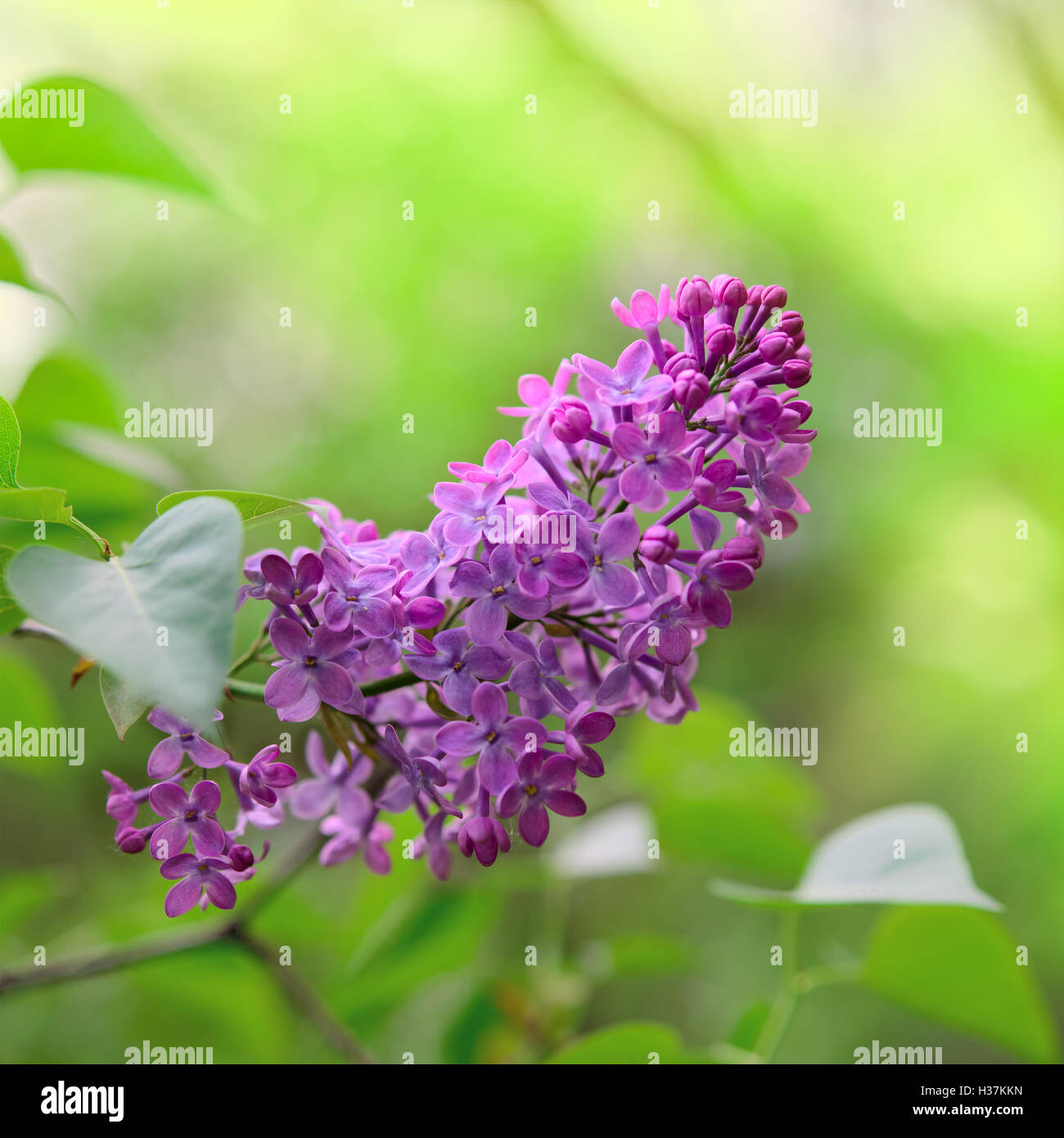 Spring Purple Lilac Flowers on the Green Background Stock Photo - Alamy