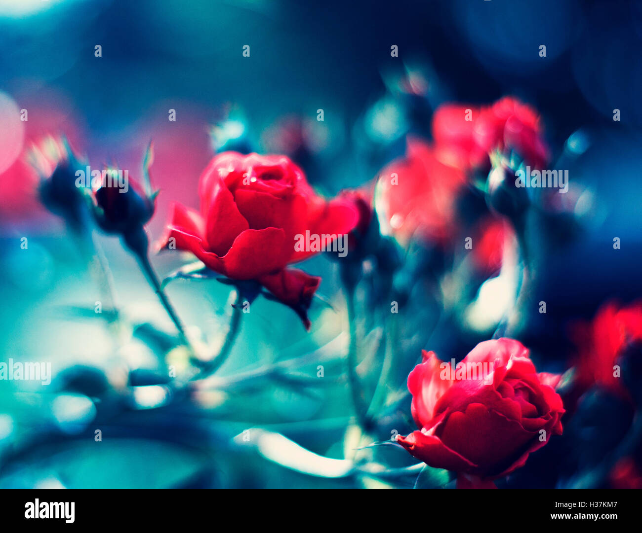 Beautiful floral background. Roses over blurred blue backdrop Stock ...