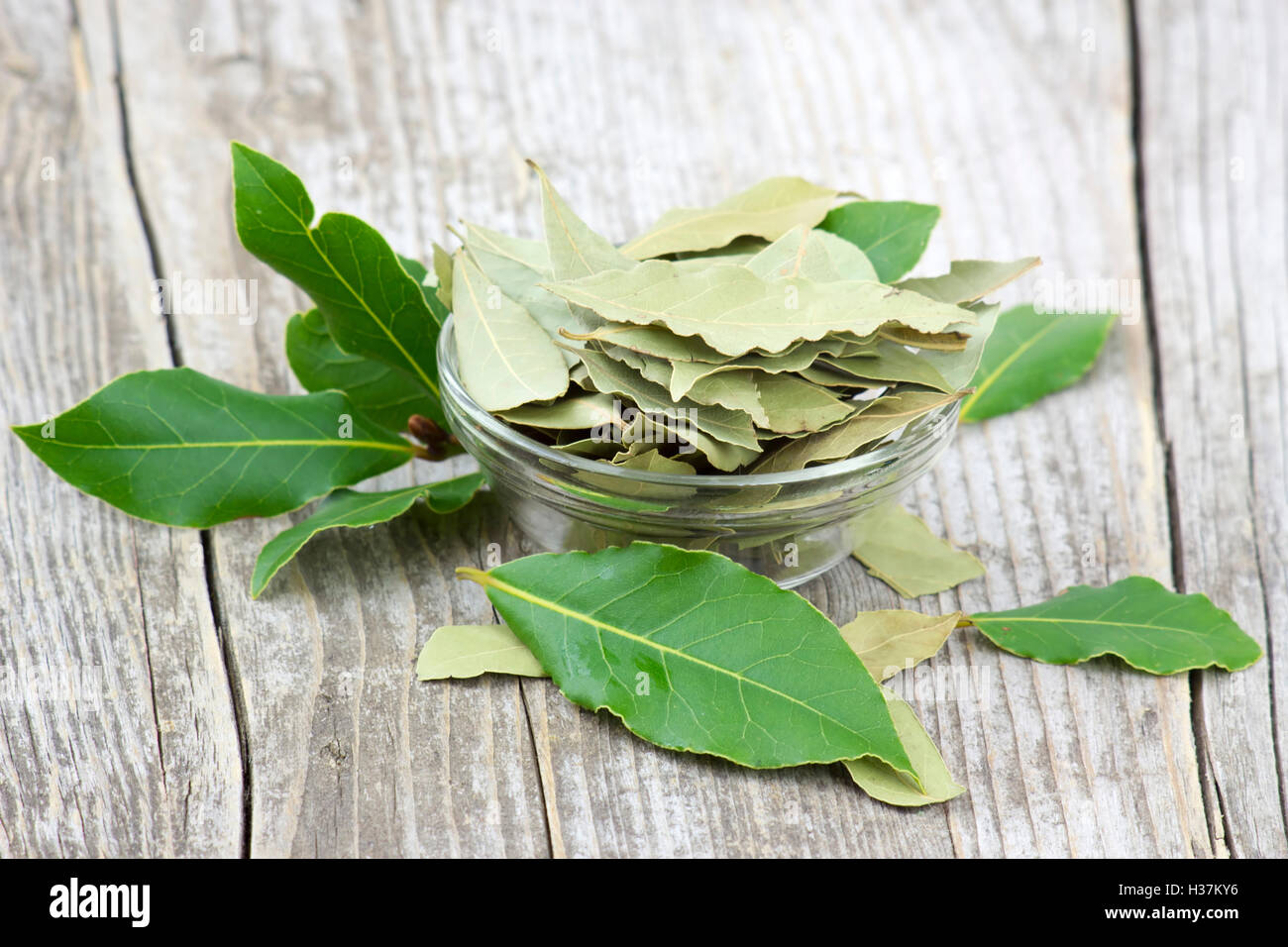 Чайный лист. Лавровый лист от гайморита. Лавровый лист мазь. Лавровый лист варка. Мазь из лавровых листьев.