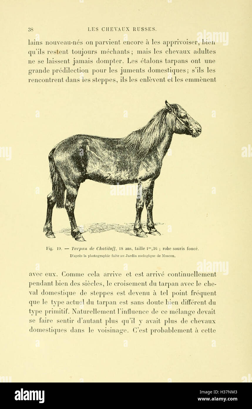 this-book-explores-various-horse-breeds-focusing-on-their