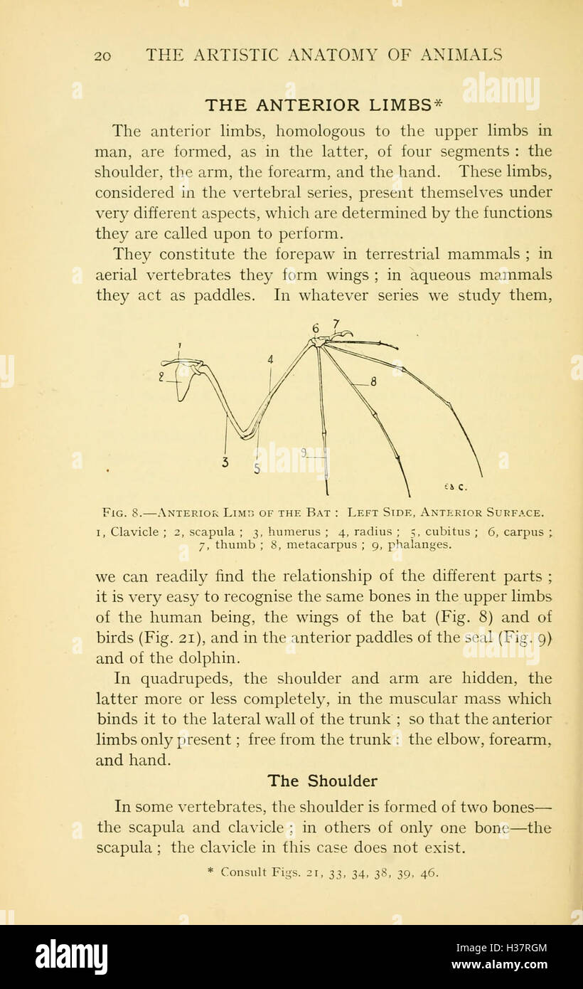 This work focuses on the artistic study of animal anatomy, detailing ...