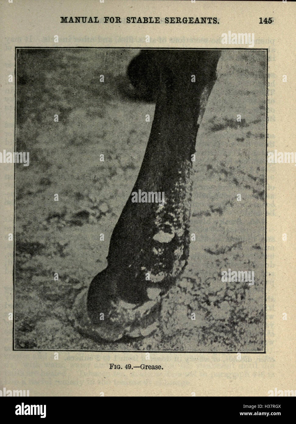 This manual, written for stable sergeants in 1917, provides detailed ...