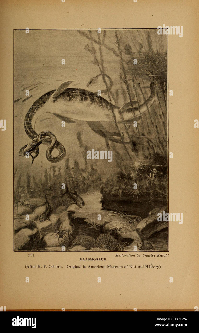 Mighty animals (Page 75) BHL405 Stock Photo - Alamy