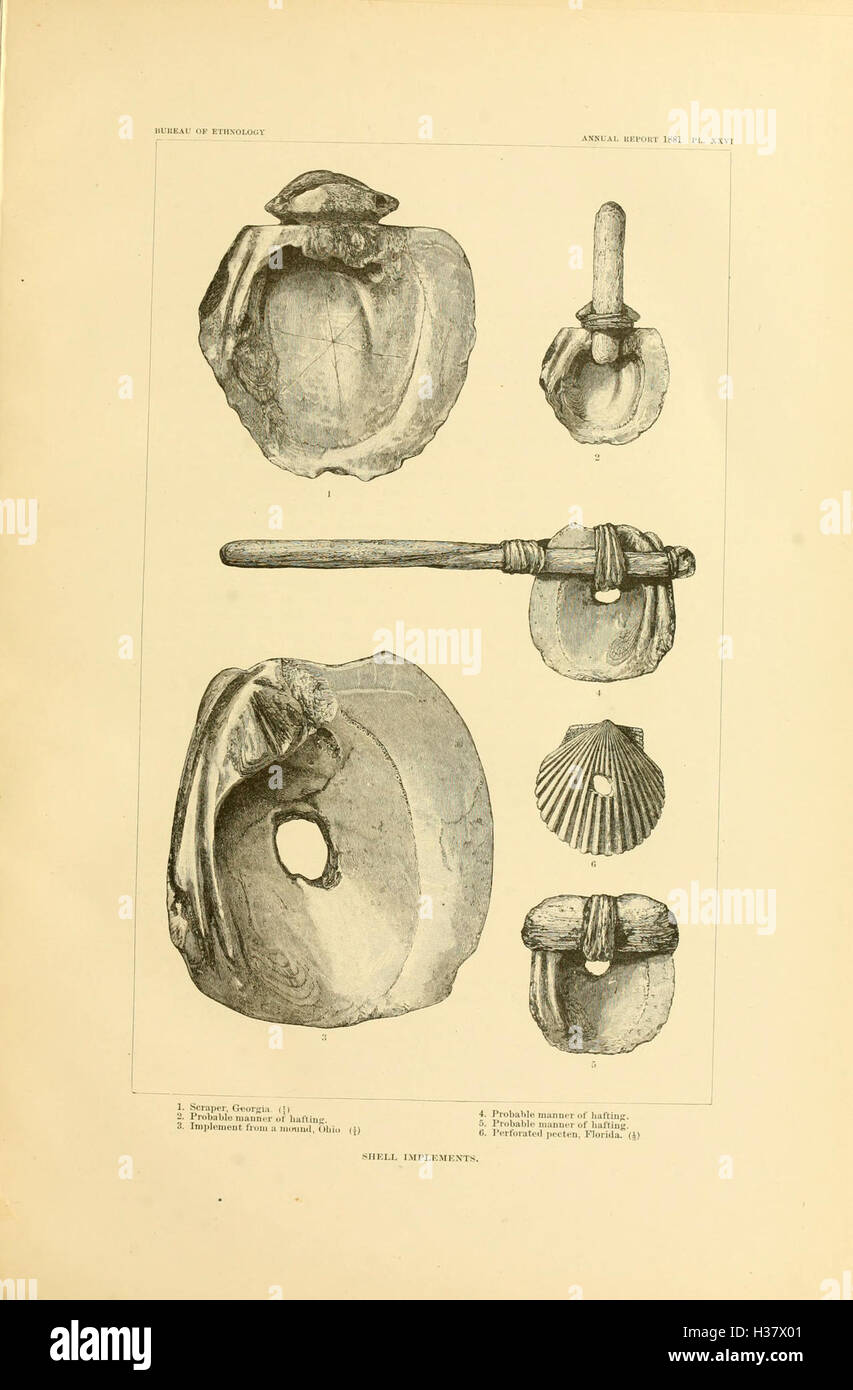 This work explores the use of shells in ancient American art, detailing ...