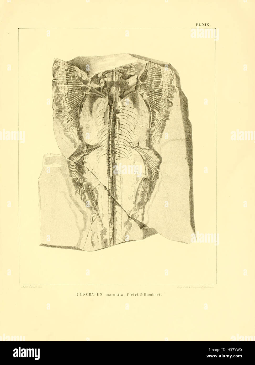 Nouvelles recherches sur les poissons fossiles du Mont Liban (Pl. XIX) BHL85 Stock Photo