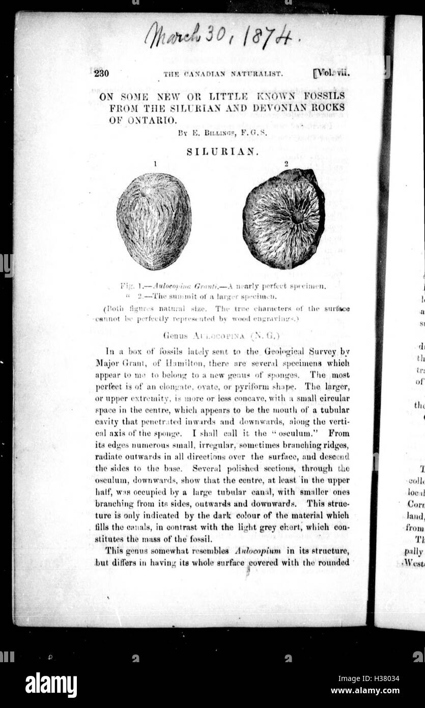 On some new or little known fossils from the Silurian and Devonian rocks of Ontario BHL265 Stock Photo