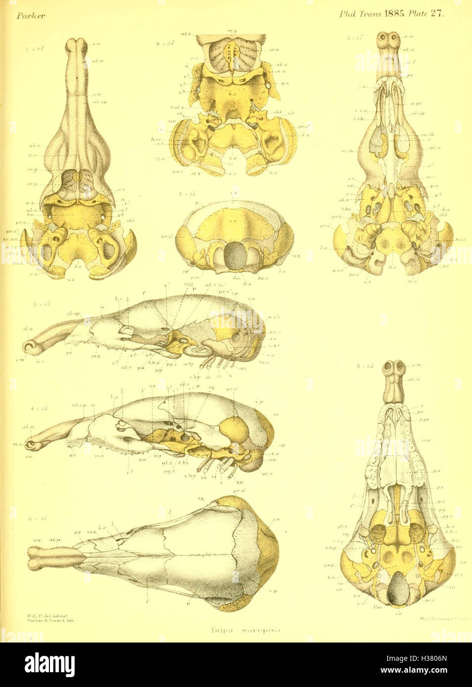 This scientific study examines the anatomy and evolutionary development ...