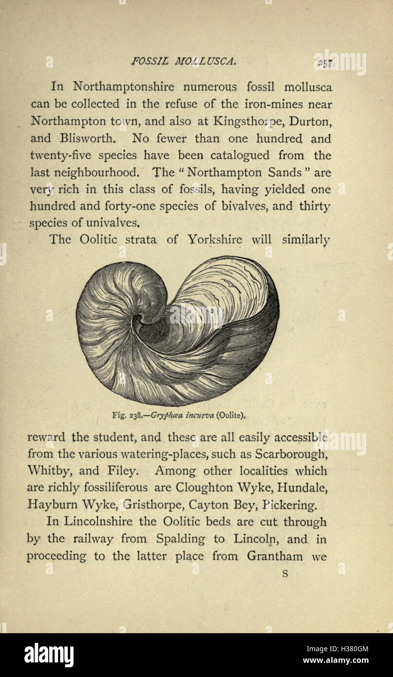 A guide to identifying and finding common British fossils, offering ...