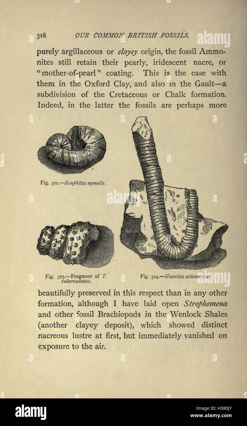 Our common British fossils and where to find them (Page 318) BHL221