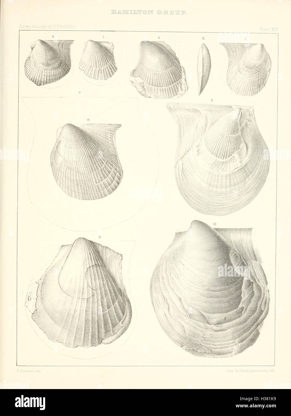 Fossil Depth This work provides an in-depth study of the paleontological history of ...