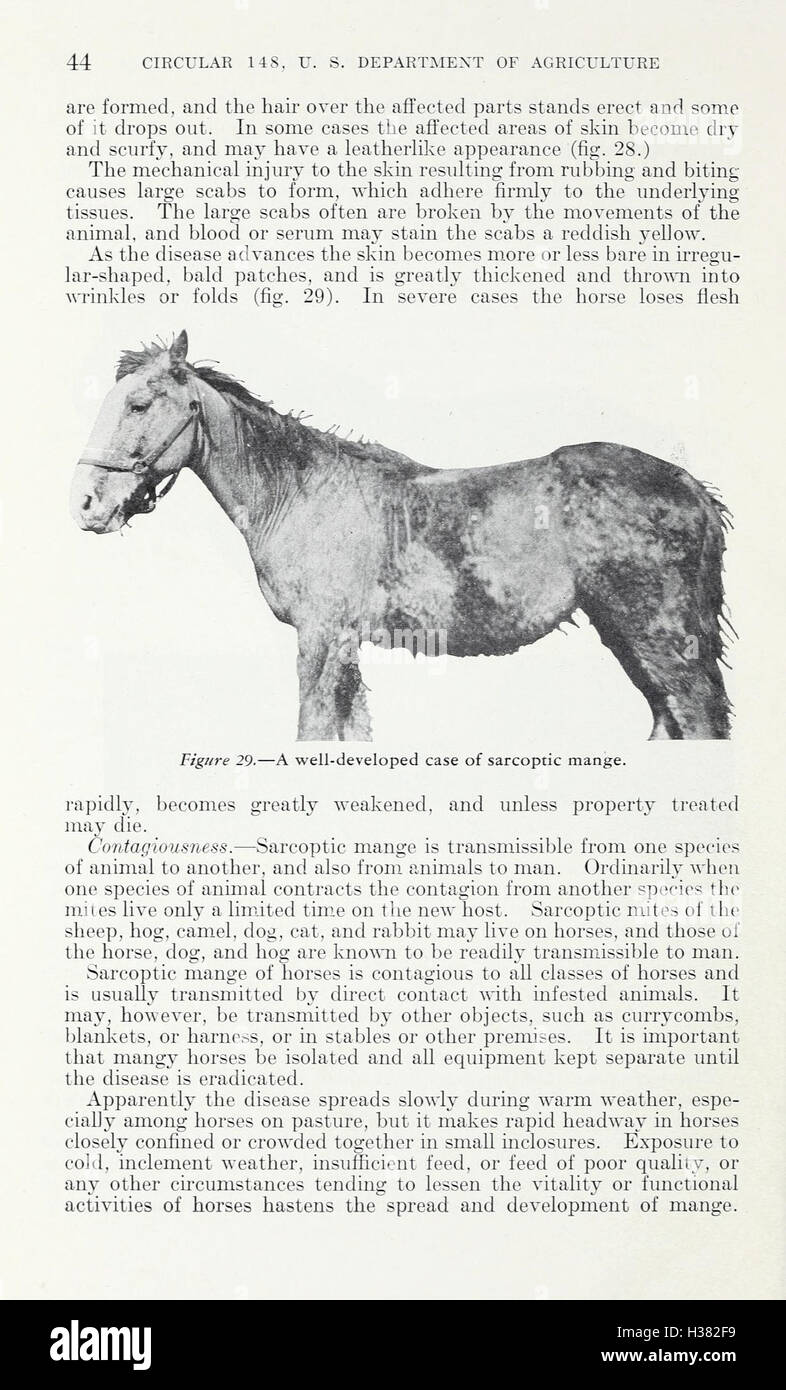 Parasites and parasitic diseases of horses (Page 44) BHL416 Stock Photo