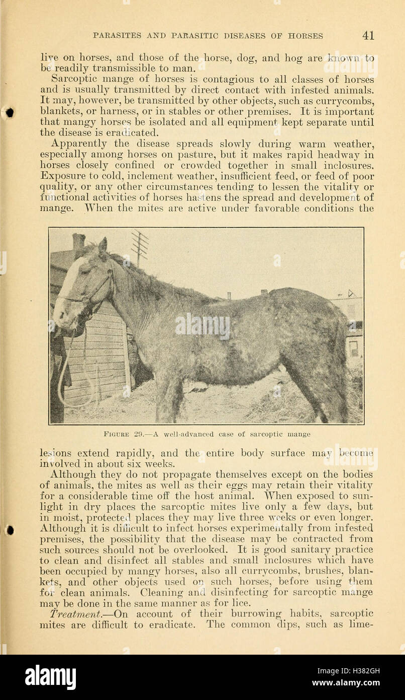 Parasites and parasitic diseases of horses (Page 41) BHL416 Stock Photo