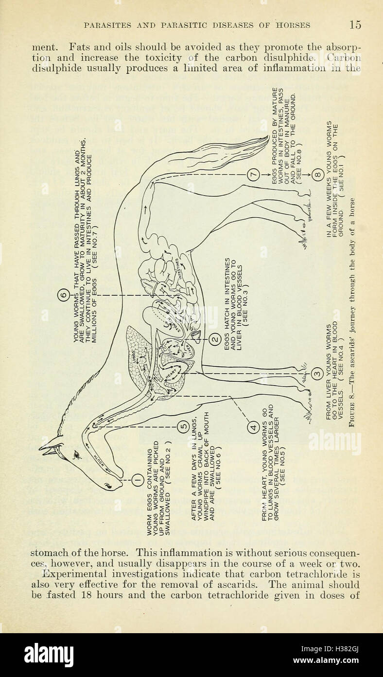 Parasites and parasitic diseases of horses (Page 15) BHL416 Stock Photo