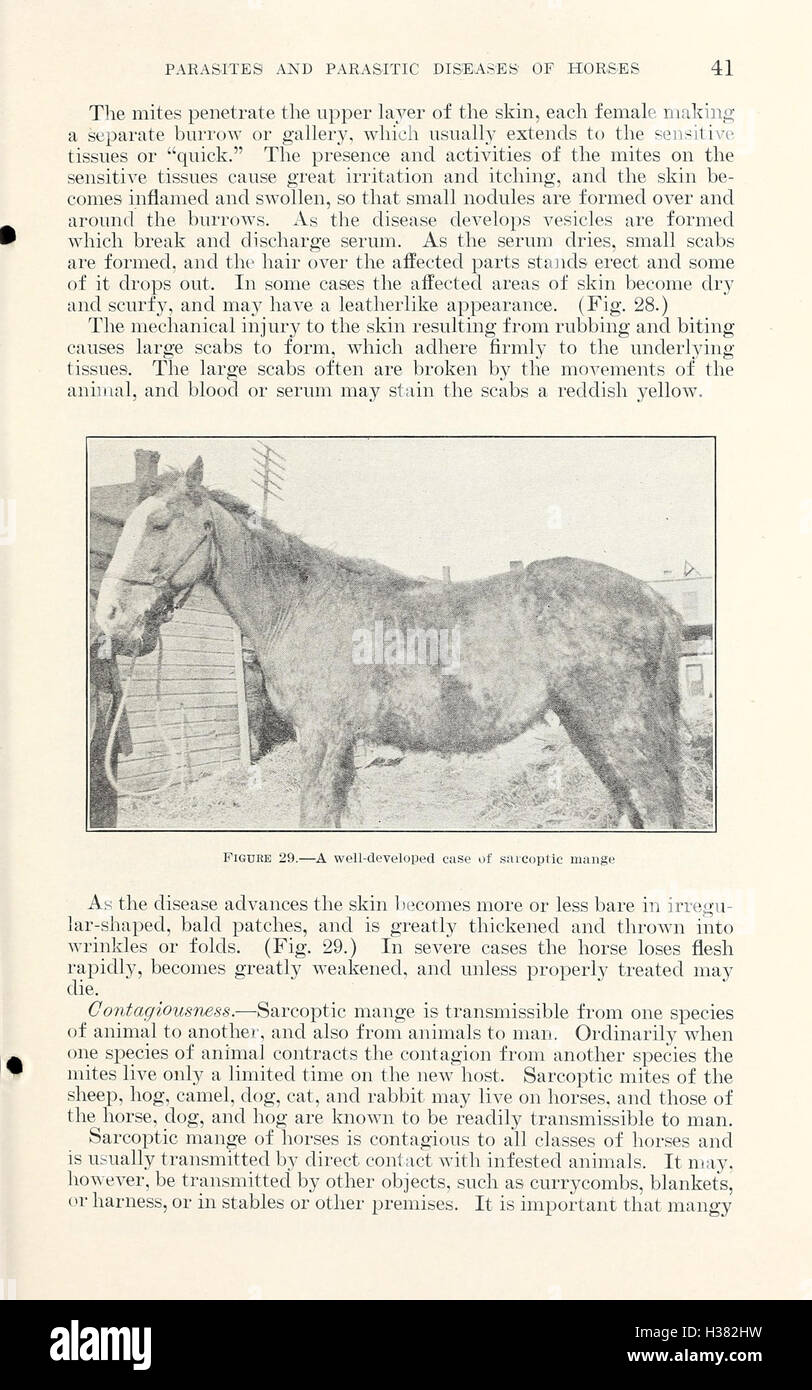 Parasites and parasitic diseases of horses (Page 41) BHL416 Stock Photo