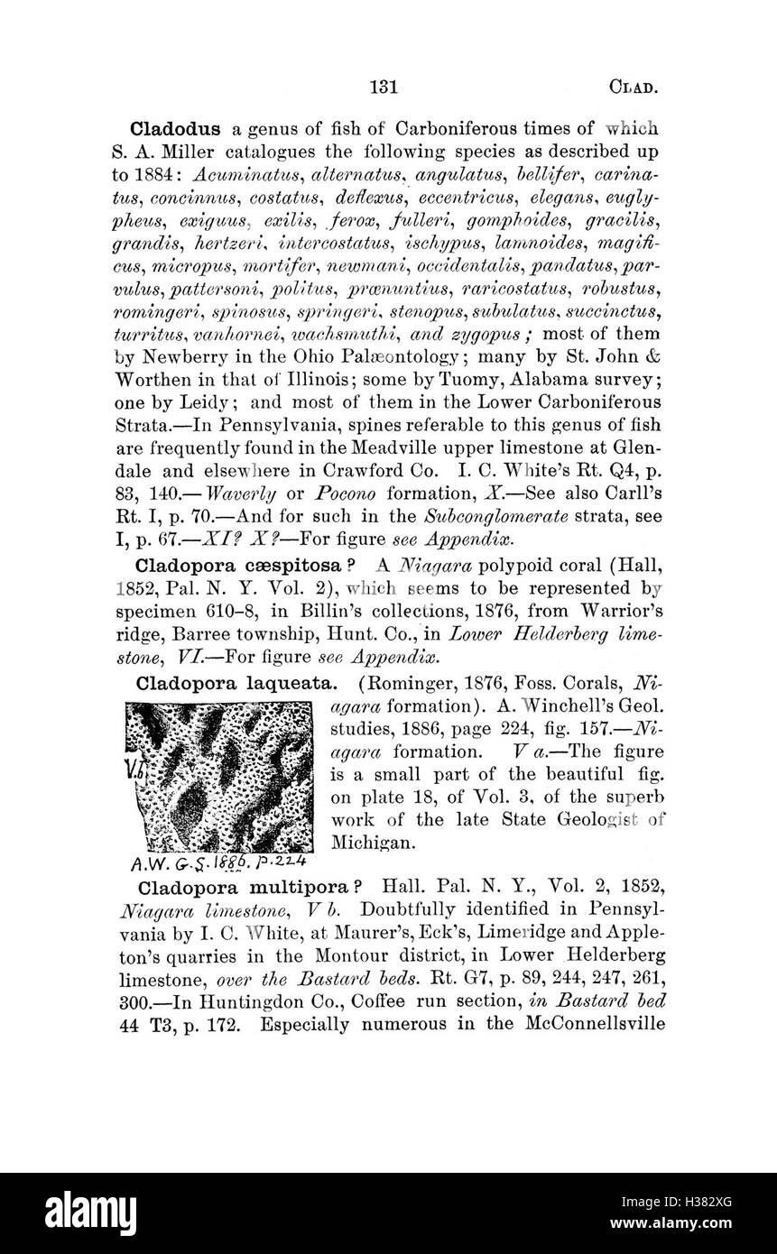 Comprehensive taxonomy Cut Out Stock Images & Pictures - Alamy