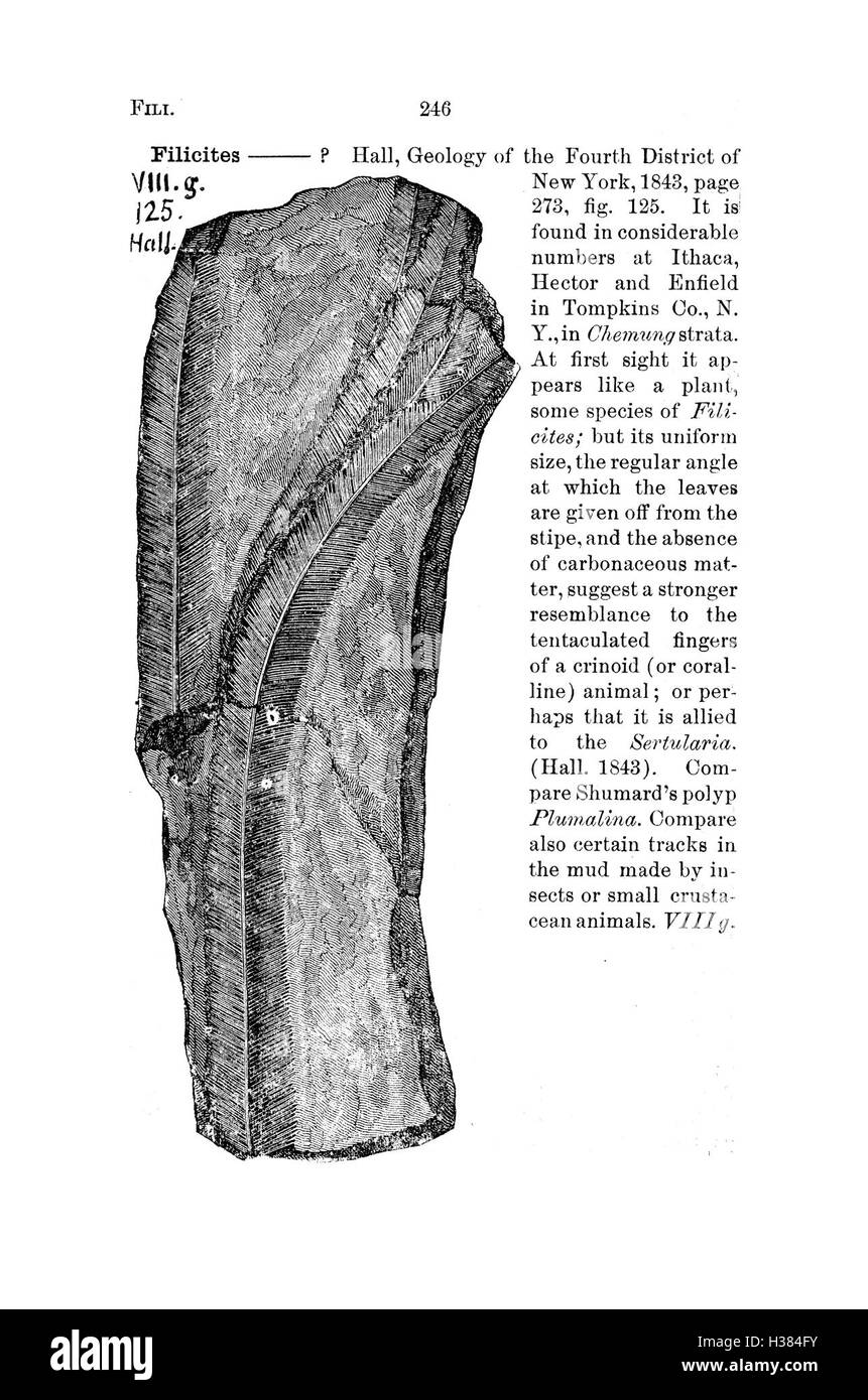 Fossil catalog hires stock photography and images Alamy