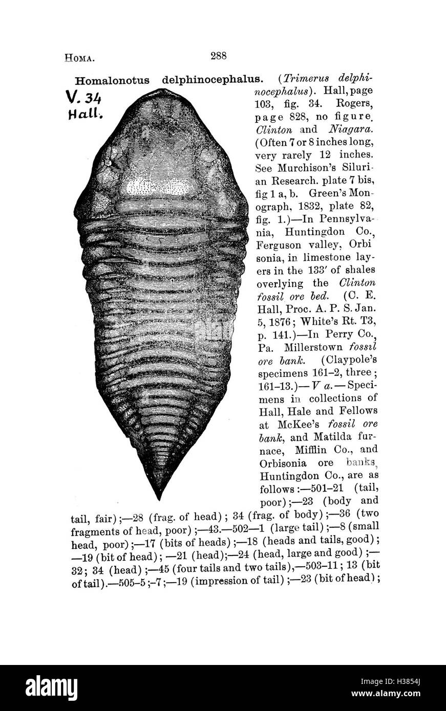A dictionary of the fossils of Pennsylvania and neighboring states named in the reports and