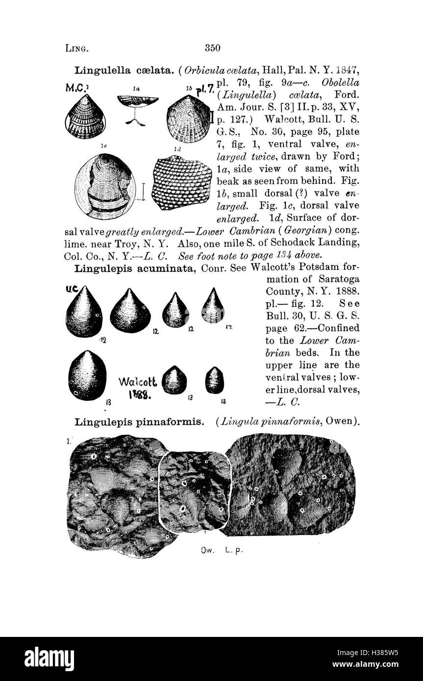 A dictionary of the fossils of Pennsylvania and neighboring states named in the reports and