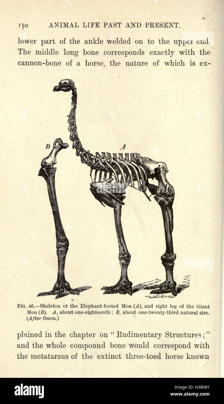 Evolution Extinct Evolution across different organisms hi-res stock photography and ...