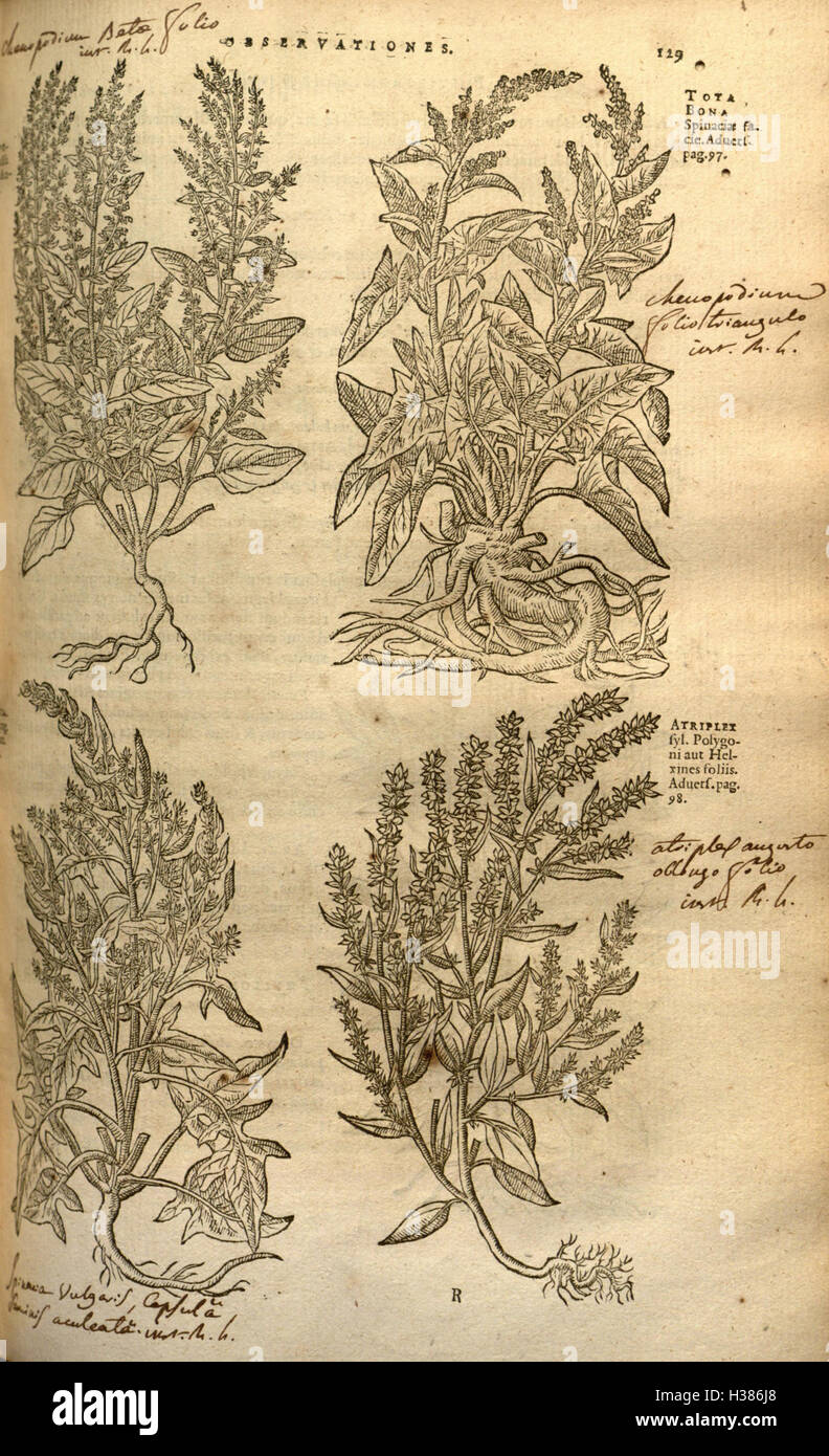 Understanding flora hi-res stock photography and images - Alamy
