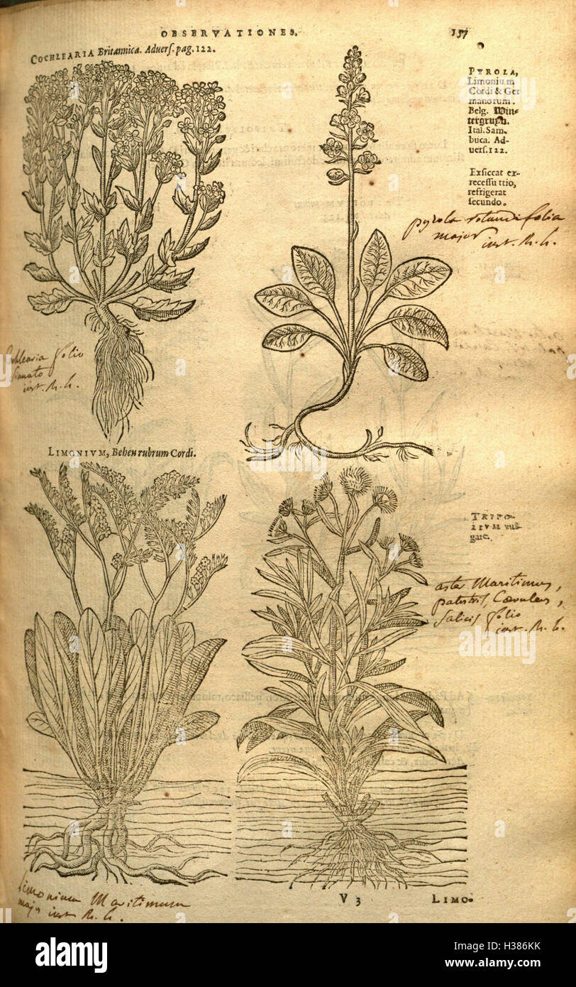 Study of botany in historical contexts hi-res stock photography and ...